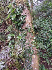 Hedera rhombea