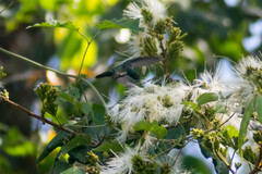 Anthracothorax prevostii