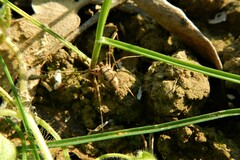 Phalangiinae