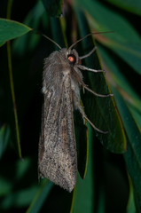 Leucania stenographa