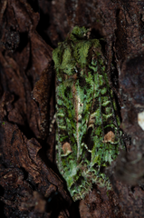 Ichneutica plena