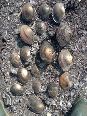 Sinanodonta woodiana