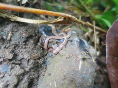 Caenoplana