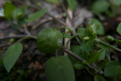 Septoria stellariae