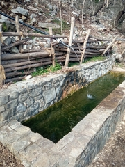 Salamandrina perspicillata