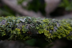 Xanthoriicola physciae