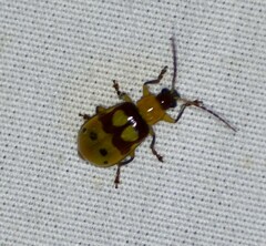 Paranapiacaba connexa