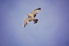 Columba livia domestica