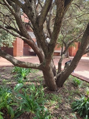 Olea europaea europaea