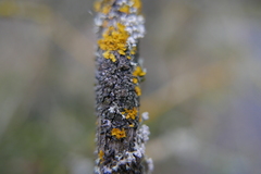 Lichenochora obscuroides