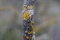 Lichenochora obscuroides