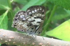 Niphanda tessellata