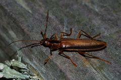Thelyphassa lineata