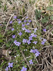 Houstonia pusilla
