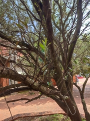 Olea europaea europaea