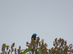 Dacnis venusta