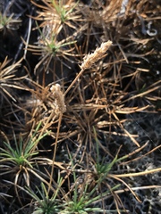 Plantago subulata