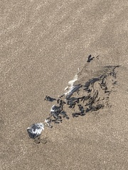 Spheniscus magellanicus