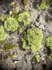 Sphaerocarpos texanus