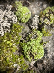 Sphaerocarpos texanus