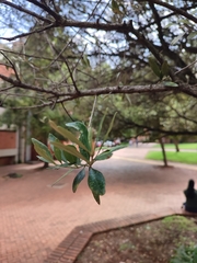 Olea europaea europaea