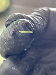 Plutella xylostella-australiana