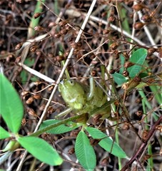 Conocephalus strictus