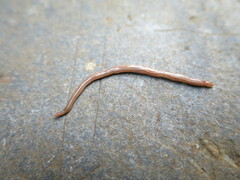 Caenoplana