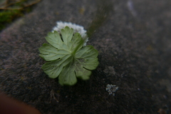 Peronospora conglomerata