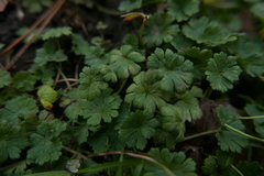 Peronospora conglomerata