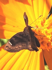 Carcharodini