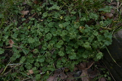 Peronospora conglomerata