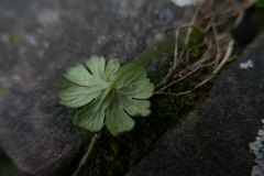 Peronospora conglomerata