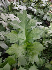 Acanthus