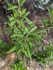 Salvia mellifera