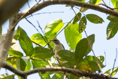 Vireo altiloquus