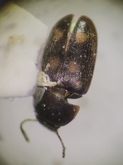 Litargus tetraspilotus