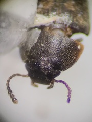 Litargus tetraspilotus