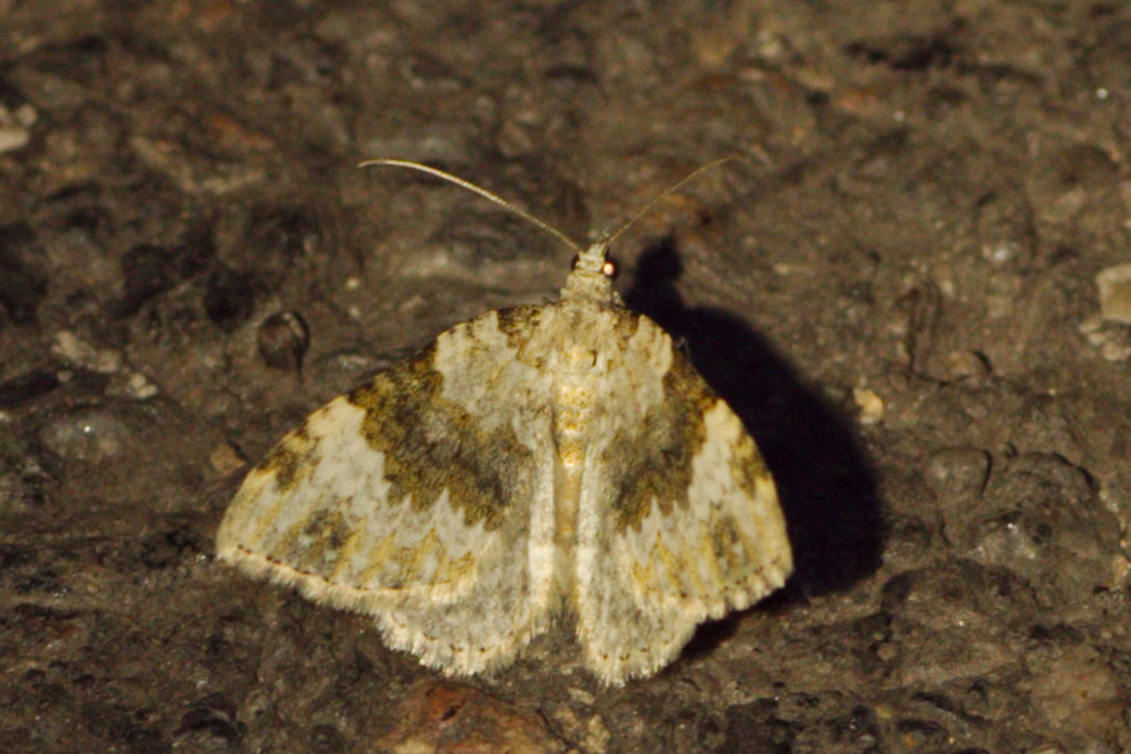 Nebula tophaceata