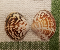 Lioconcha fastigiata