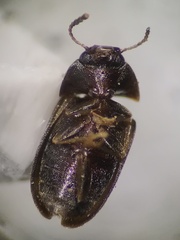 Litargus tetraspilotus