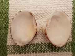 Lioconcha fastigiata