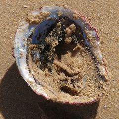 Haliotis midae