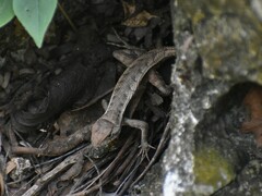 Sceloporus chrysostictus