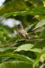 Camptostoma obsoletum