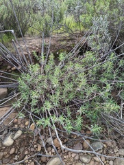Salvia apiana × mellifera