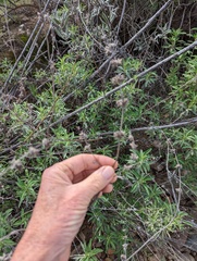 Salvia apiana × mellifera