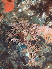 Calliarthron tuberculosum