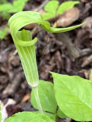Arisaema triphyllum