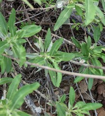 Salvia apiana × mellifera